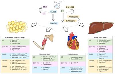 Ectopic lipid metabolism in anterior pituitary dysfunction